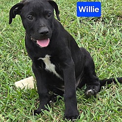 Thumbnail photo of Willie #1