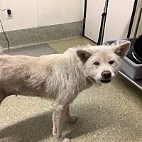 adopt a pet