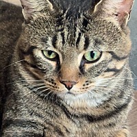 adopt-pet