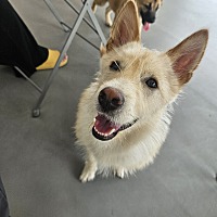 adopt-pet