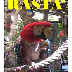 Thumbnail photo of Rasta’ the Greenwing Macaw #1