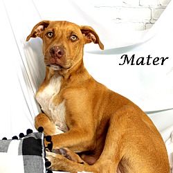 Thumbnail photo of Mater~adopted! #2