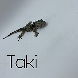 Photo of Taki