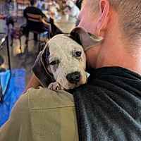 adopt a pet