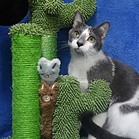 adopt a pet