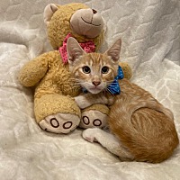 adopt a pet