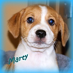 Thumbnail photo of Marty~adopted! #1