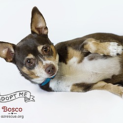 Photo of Bosco