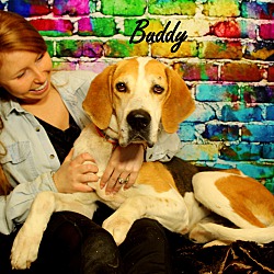 Thumbnail photo of Buddy~adopted! #4