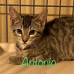 Photo of Antonio
