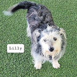 Thumbnail photo of Lilly #2