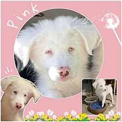 Photo of Pink-Fostered in FL