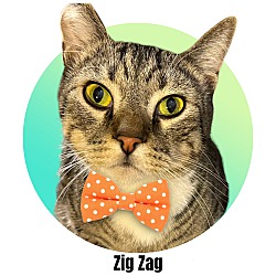 Thumbnail photo of ZigZag #1