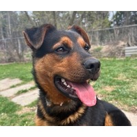 adopt-pet
