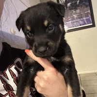 adopt-pet