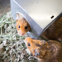 Thumbnail photo of Syrian Hamsters #4