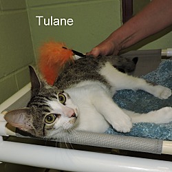 Thumbnail photo of Tulane #2
