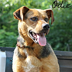 Thumbnail photo of Odie~adopted! #1