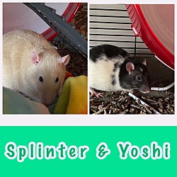 Photo of Splinter & Yoshi