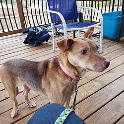 Companion Pet Rescue of Middle Tennessee in Clarksville ...