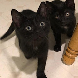 Thumbnail photo of Halloween kittens-foster care #3