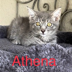 Photo of Athena