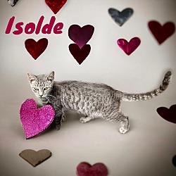 Thumbnail photo of Isolde #1