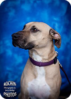 great dane black mouth cur mix