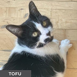 Thumbnail photo of Tofu #3