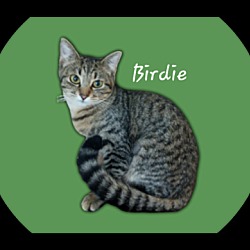 Thumbnail photo of Birdie #chirper #1