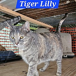 Thumbnail photo of Tiger Lilly - NC #1