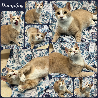 Photo of Dumpling