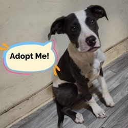 Thumbnail photo of Constantine- Friendly and cute puppy, Likes dogs and people! Adopt $25! #1