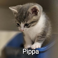 Thumbnail photo of Pippa #1