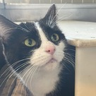 Adopt A Pet :: Tootie - South Haven, MI