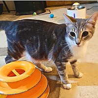 adopt a pet