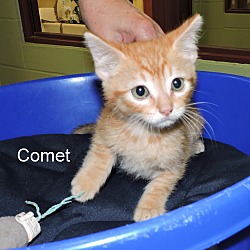 Thumbnail photo of Comet #2