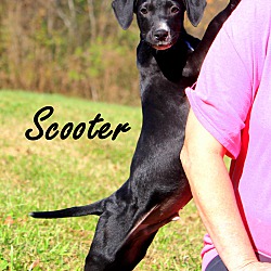 Thumbnail photo of Scooter~adopted! #1