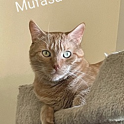 Photo of Mufasa