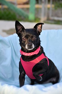 Adopt A Pet | PetSmart Charities Adopt A Pet | PetSmart Charities