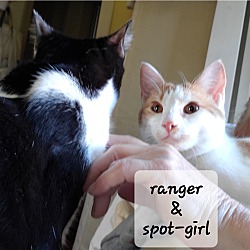 Thumbnail photo of Ranger aka Tux(foster care) #3