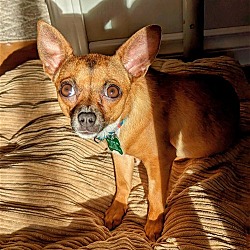 Photo of Ivy - Cute Chi Girl