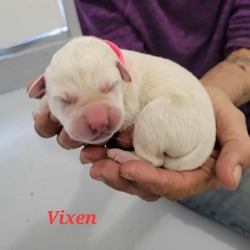 Thumbnail photo of Vixen JuM #3