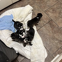 Thumbnail photo of Husky pups #3