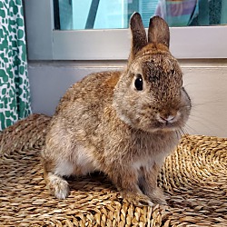 Photo of Peter Rabbit