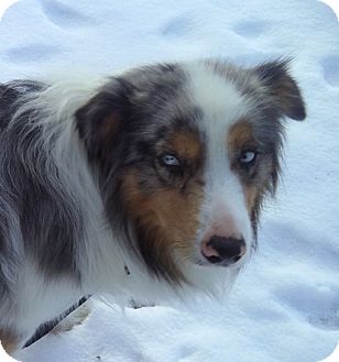 Minneapolis, MN - Australian Shepherd. Meet Aztec a Pet ...