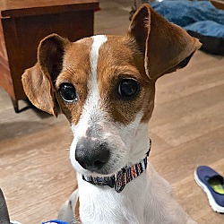 Bedford, VA - Jack Russell Terrier/Mixed Breed (Small). Meet Jenny a ...