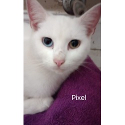 Thumbnail photo of Pixel #1