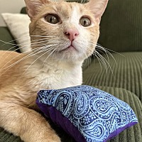 adopt a pet