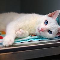 adopt a pet